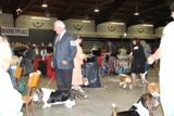 2012 BHCC National Specialty - Waiting for Best of Breed